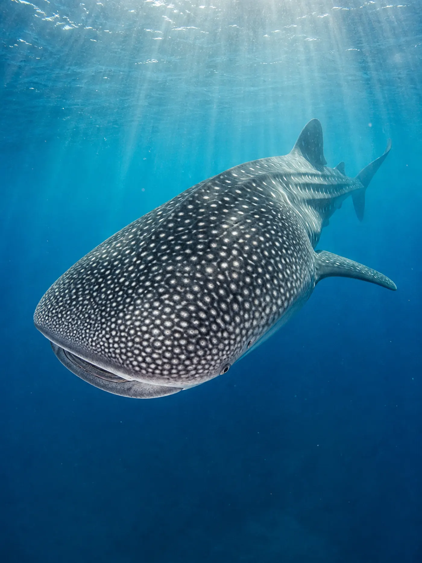 Whale shark swimming through blue ocean water